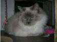 Ragdoll Bluepoint young adult forsale would make ideal....