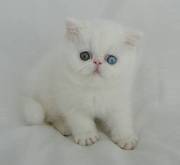 Pure White Exotic Short hair kittens for sale