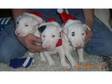 English Bull Terrier. 3 chunky pups 2 boys,  1 girl,  good....