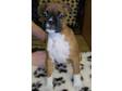Pedigree KC Registered Boxer Puppies in Warrington,  Cheshire