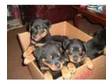 Rottweiler Puppies For Sale £150. here for sale is a....
