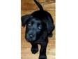collie x lab puppies gorgeous £150. Gorgeous little....