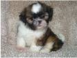 Shih Tzu Puppies For Sale.