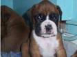 adorable boxer puppies. a gorgeous litter of 5 dogs and....